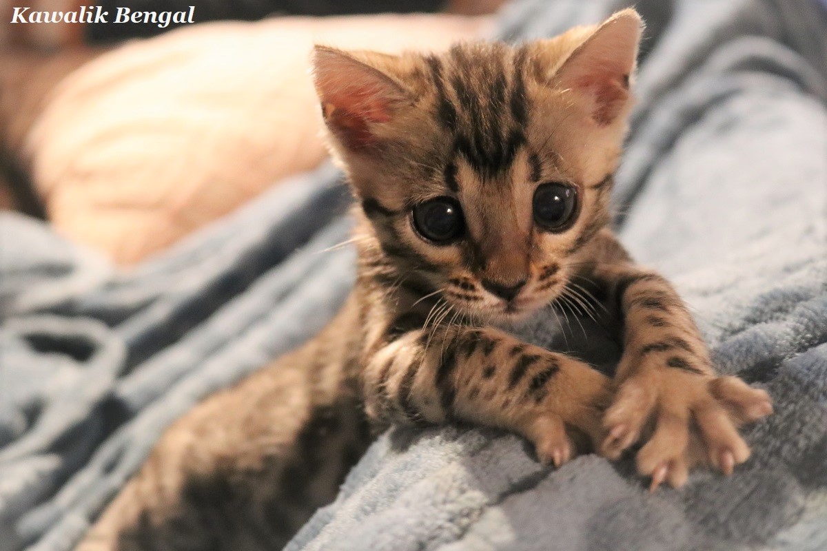 chaton bengal f3